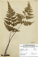 藏品(碗蕨)的圖片